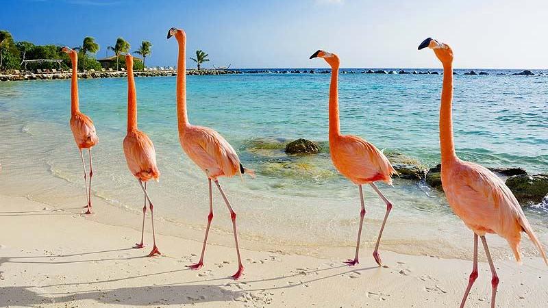 Aruba Flamingos
