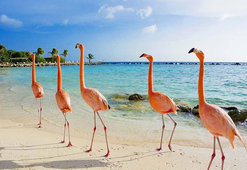 Aruba Flamingos